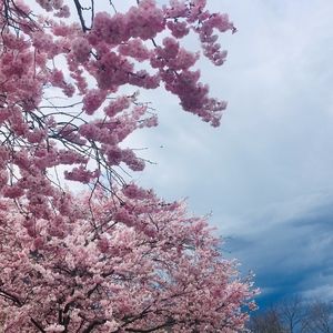 Meet your Posher, Ariana